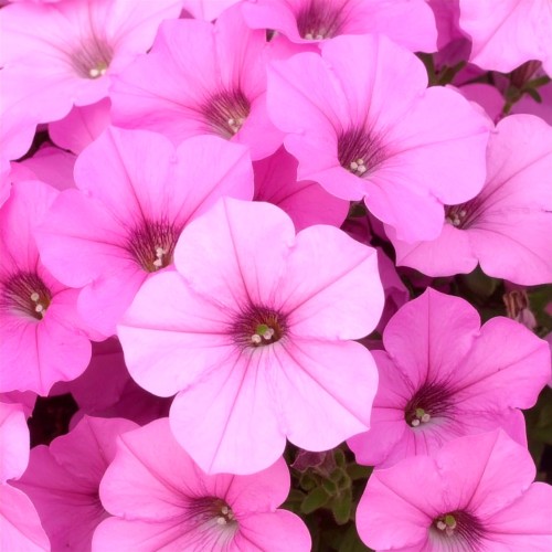 Supertunia-Vista-bubblegum-sadzonka-zielona-para-rozowa-jasna