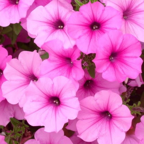 Supertunia-Vista-bubblegum-sadzonka-zielona-para-rozowa-jasna