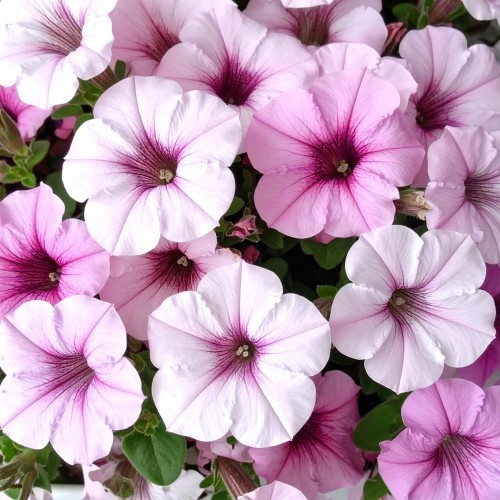 supertunia-vista-silverberry-zielona-para-sadzonka-biala-rozowa