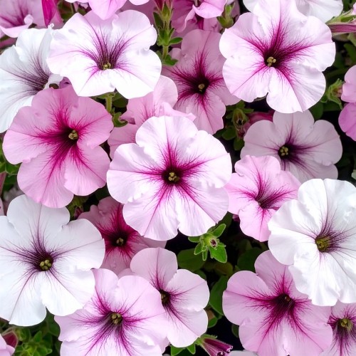 supertunia-vista-silverberry-zielona-para-sadzonka-biala-rozowa
