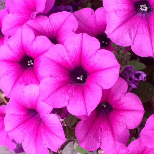 supertunia-vista-jazzberry-zielona-para-sadzonka-fioletowa-rozowa