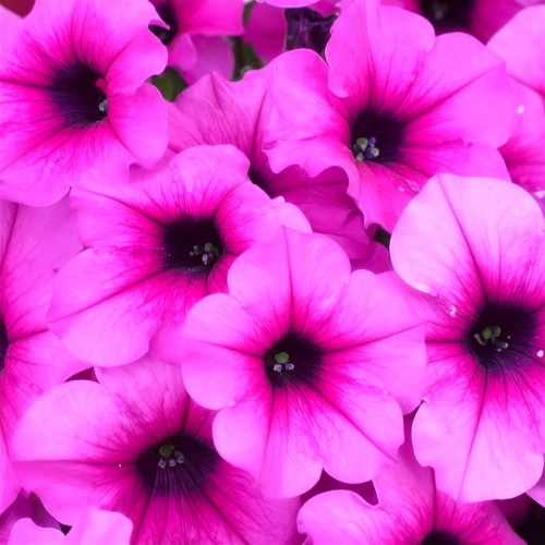 supertunia-vista-jazzberry-zielona-para-sadzonka-fioletowa-rozowa