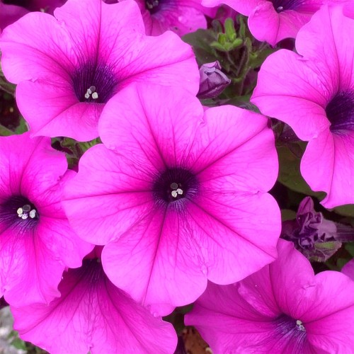 supertunia-vista-jazzberry-zielona-para-sadzonka-fioletowa-rozowa
