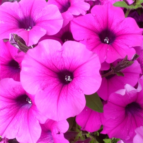supertunia-vista-jazzberry-zielona-para-sadzonka-fioletowa-rozowa
