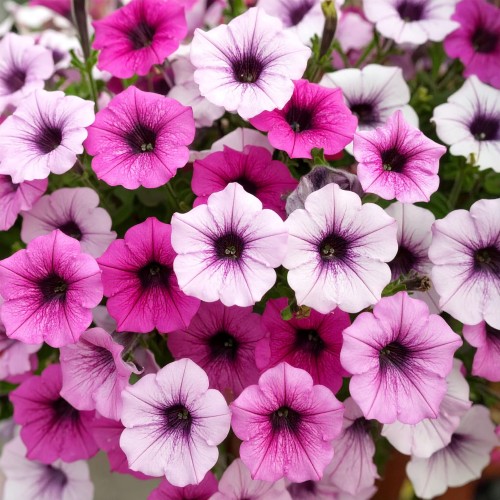 Supertunia kaskadowa Vista- zestaw trzech kolorów