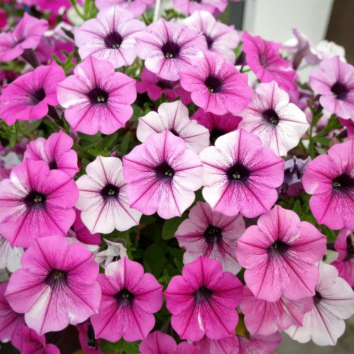 supertunia-zestaw-3-kolorow-star-zielona-para-sadzonka-biala-rozowa-mini-miniaturka.jpg.jpg