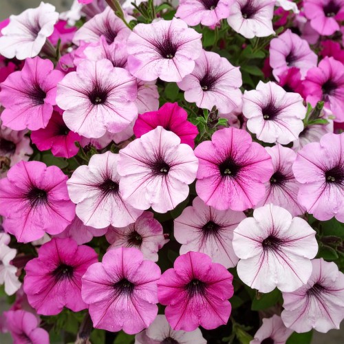 supertunia-zestaw-3-kolorow-star-zielona-para-sadzonka-biala-rozowa-mini-miniaturka.jpg.jpg