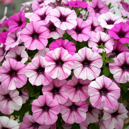 supertunia-kaskadowa-vista-zestaw-petunia-hybrida-obfite-kwitnienie-roslina-balkonowa-sadzonka-sadzonki-zielona-para-zielonapara