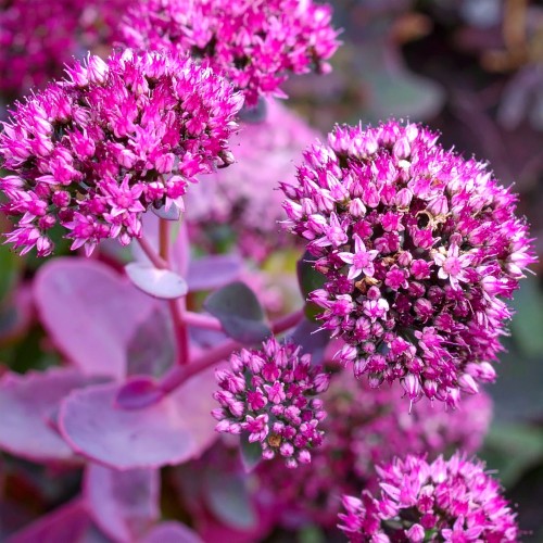 Rozchodnik okazały Oriental Dancer