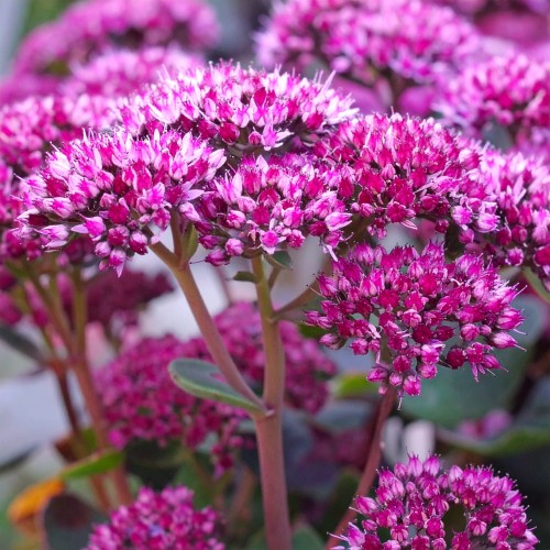 Rozchodnik-okazały-Oriental-Dancer-Hylotelephium-spectabile-Oriental-Dancer-Sadzonka-zielona-para-roślina-kwiat
