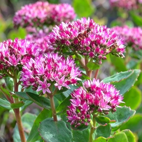 Rozchodnik okazały Hot Stuff