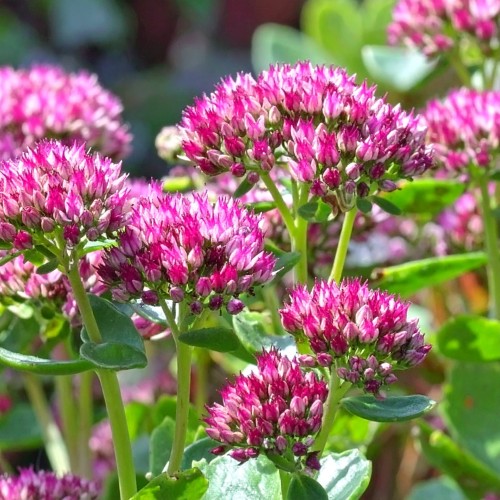 Rozchodnik-okazały-Hot-Stuff-Hylotelephium-spectabile-Hot-Stuff-Sadzonka-zielona-para-roślina-kwiat