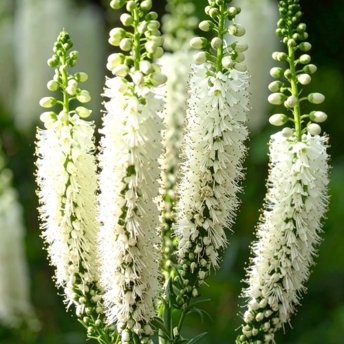 Pluskwica groniasta