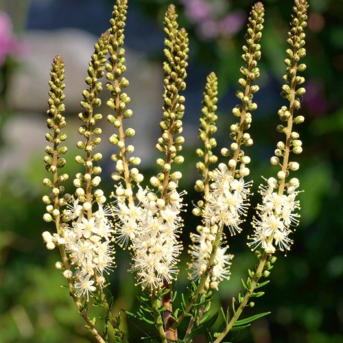 Actaea-cordifolia-Sadzonka-zielona-para-roślina-kwiat