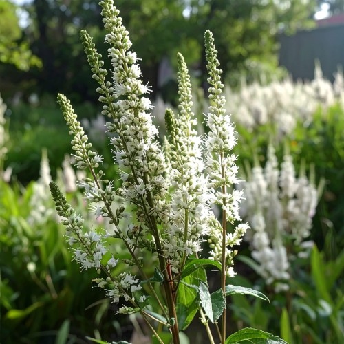 Actaea-cordifolia-Sadzonka-zielona-para-roślina-kwiat