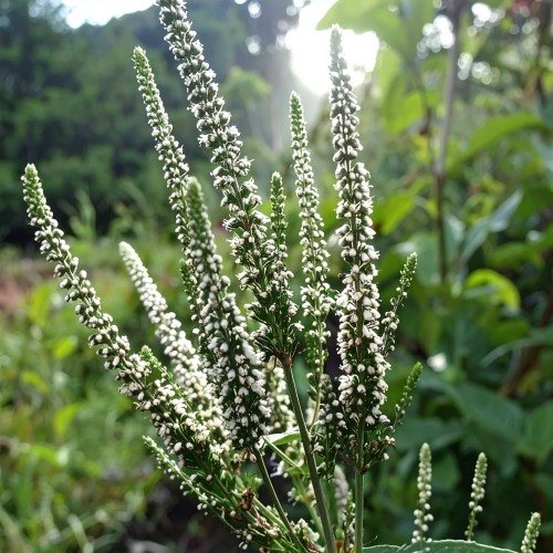 Actaea-cordifolia-Sadzonka-zielona-para-roślina-kwiat