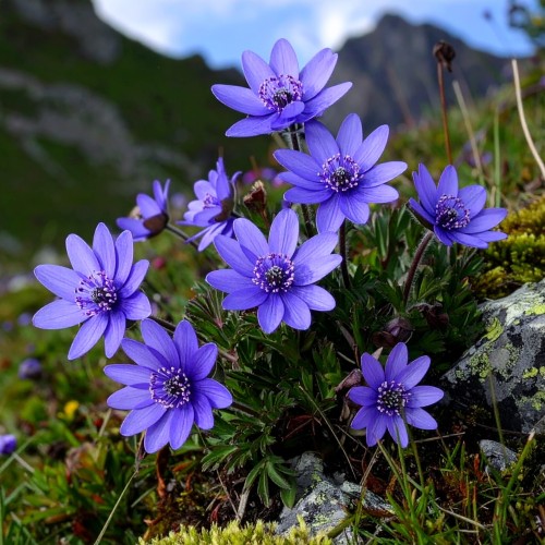 Kupidnek-błękitny-Catananche-caerulea-Sadzonka-zielona-para-roślina-kwiat