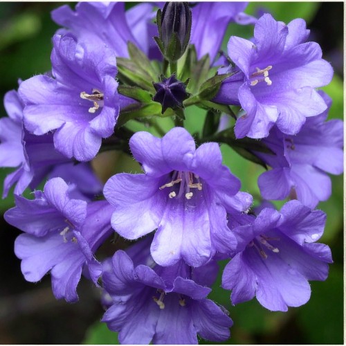 Dzwonek-pokrzywolistny-Campanula-trachelium-Sadzonka-zielona-para-roślina-kwiat