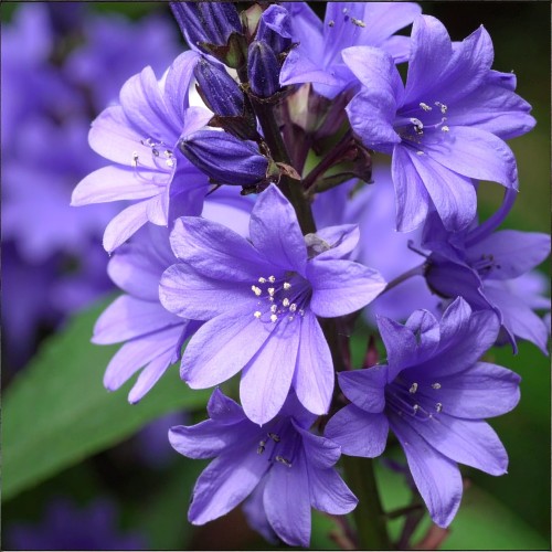 Dzwonek-pokrzywolistny-Campanula-trachelium-Sadzonka-zielona-para-roślina-kwiat