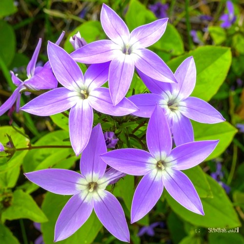 Dzwonek poszarskiego Lisduggan Variety