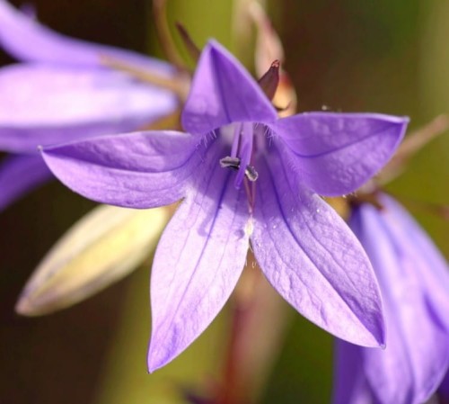 Dzwonek-poszarskiego-Lisduggan-Variety-Campanula-poscharskyana-Lisduggan-Variety-Sadzonka-zielona-para-roślina-kwiat