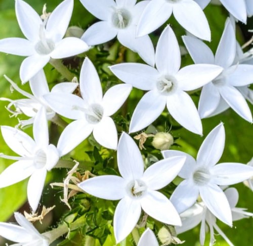 Dzwonek-poszarskiego-E-H-Frost-Campanula-poscharskyana-E-H-Frost-Sadzonka-zielona-para-roślina-kwiat