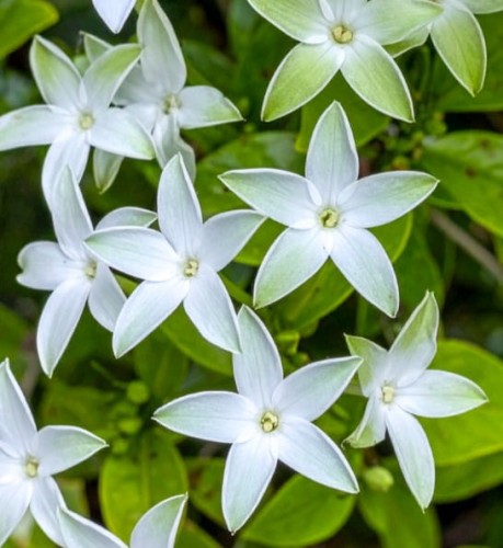 Dzwonek-poszarskiego-E-H-Frost-Campanula-poscharskyana-E-H-Frost-Sadzonka-zielona-para-roślina-kwiat