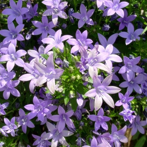 Dzwonek-poszarskiego-Werner-Arends-Campanula-poscharskyana-Werner-Arends-Sadzonka-zielona-para-roślina-kwiat