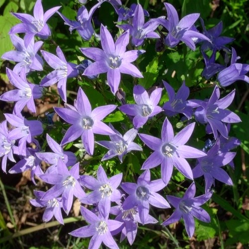 Dzwonek-poszarskiego-Werner-Arends-Campanula-poscharskyana-Werner-Arends-Sadzonka-zielona-para-roślina-kwiat