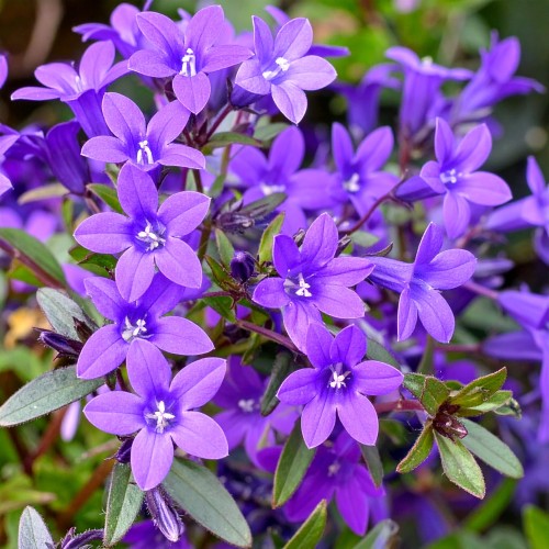 Dzwonek-dalmatyński-Campanula-portenschlagiana-Sadzonka-zielona-para-roślina-kwiat