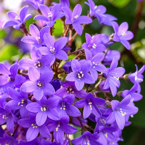 Dzwonek-dalmatyński-Campanula-portenschlagiana-Sadzonka-zielona-para-roślina-kwiat