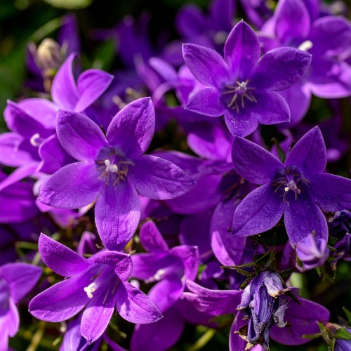 Dzwonek-dalmatyński-Clockwise-Campanula-portenschlagiana-Clockwise-Sadzonka-zielona-para-roślina-kwiat