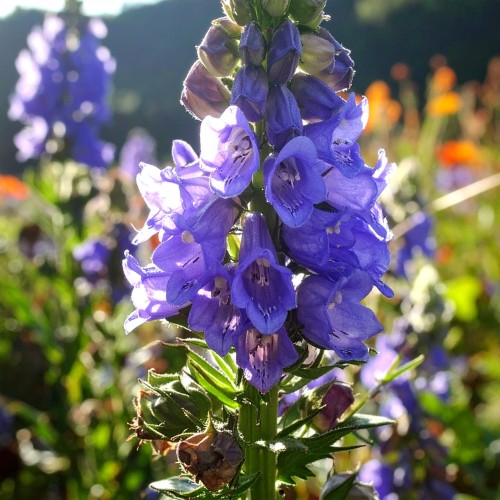 Tojad-Arendsa-Aconitum-arendsii-Sadzonka-zielona-para-roślina-kwiat