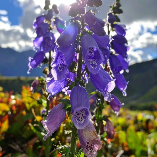 Tojad-Arendsa-Aconitum-arendsii-Sadzonka-zielona-para-roślina-kwiat