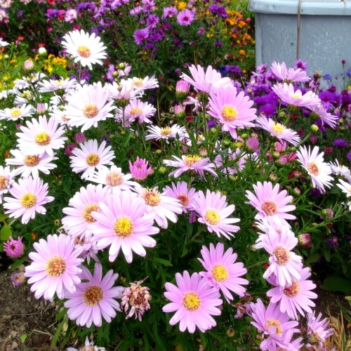 Aster-nowobelgijski-Fellowship-Symphyotrichum-novi-belgii-Fellowship-Sadzonka-zielona-para-roślina-kwiat