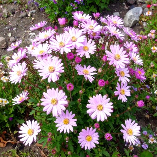 Aster-nowobelgijski-Fellowship-Symphyotrichum-novi-belgii-Fellowship-Sadzonka-zielona-para-roślina-kwiat