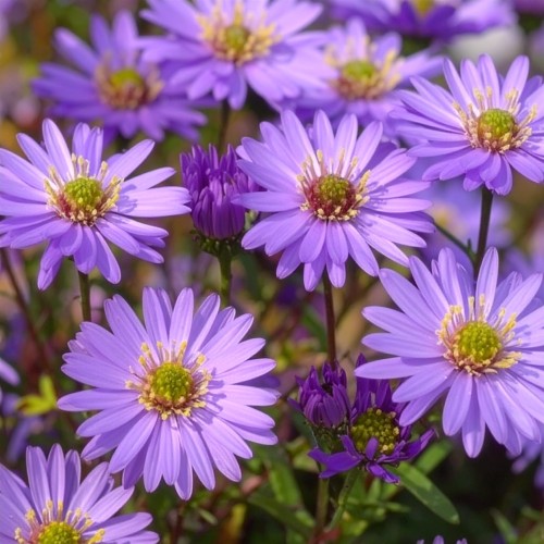 Aster nowobelgijski Dauerblau