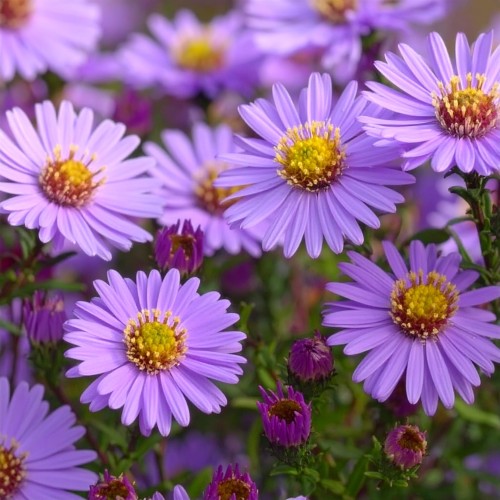 Aster-nowobelgijski-Dauerblau-Symphyotrichum-novi-belgii-Dauerblau-Sadzonka-zielona-para-roślina-kwiat