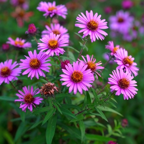 Aster-nowoangielski-Cardinal-Tarcisio-Bertone-Symphyotrichum-novae-angliae-Cardinal-Tarcisio-Bertone-Sadzonka-zielona-para-roślina-kwiat