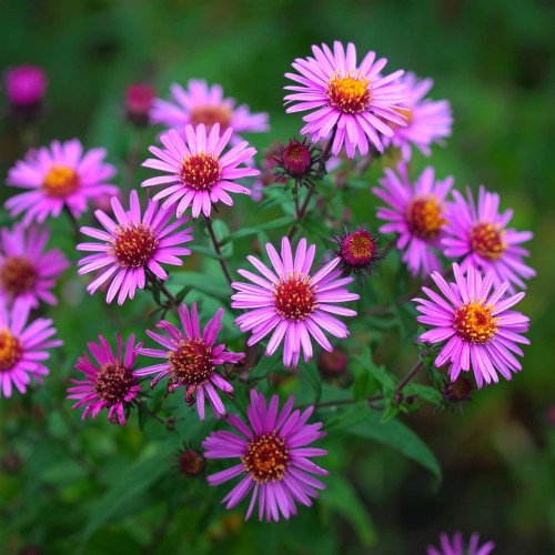 Aster-nowoangielski-Cardinal-Tarcisio-Bertone-Symphyotrichum-novae-angliae-Cardinal-Tarcisio-Bertone-Sadzonka-zielona-para-roślina-kwiat