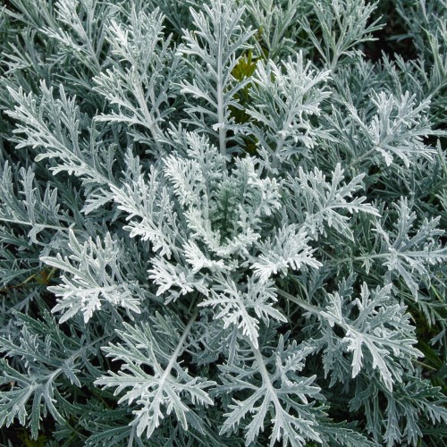 Bylica-drzewkowata-Powis-Castle-Artemisia-arborescens-Powis-Castle-Sadzonka-zielona-para-roślina-kwiat