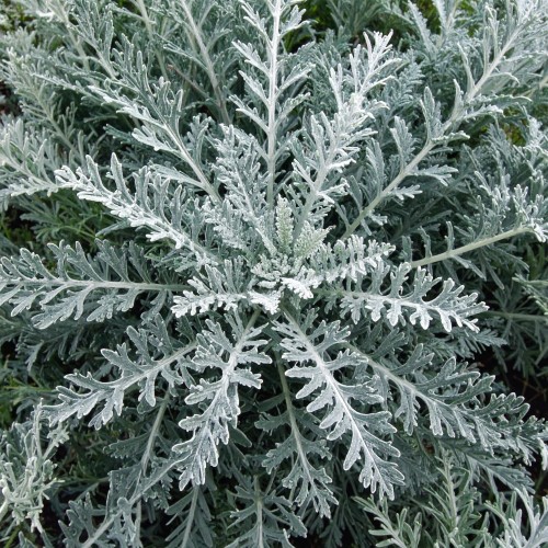 Bylica-drzewkowata-Powis-Castle-Artemisia-arborescens-Powis-Castle-Sadzonka-zielona-para-roślina-kwiat