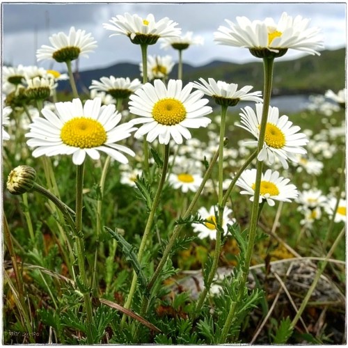 Rumian-Karpatenschnee-Anthemis-carpatica-Karpatenschnee-Sadzonka-zielona-para-roślina-kwiat