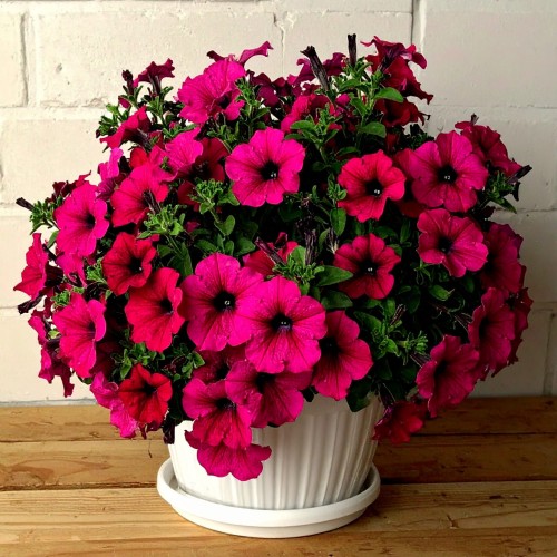 supertunia-vista-paradise-petunia-hybrida-sadzonka-zdrowa-zielona-para.jpg