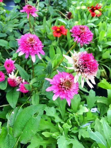 jezowka-purpurowa-echinacea-purpurea-zielonapara-sadzonka-double-decker-duza-zdrowa-rozowe-kwiaty.jpg