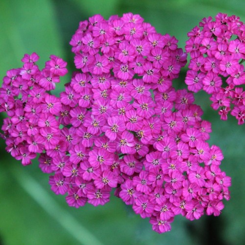 Krwawnik pospolity Cerise Queen 