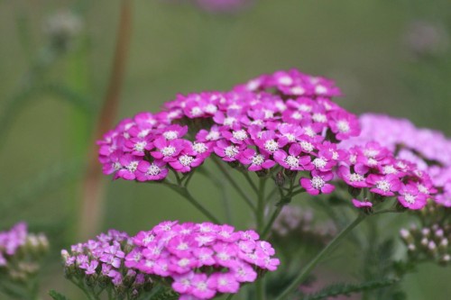krwawnik-pospolity-achillea-millefolium-zielonapara-sadzonka-duza-zdrowa-biale-kwiaty-2.jpg