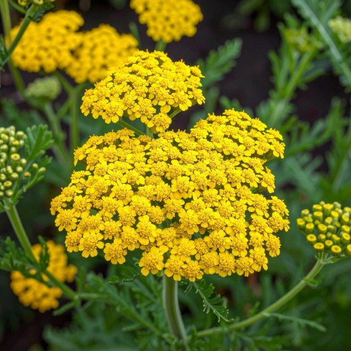 krwawnik-pospolity-zolty-achillea-millefolium-zielonapara-sadzonka-duza-zdrowa-zolte-kwiaty-2.jpg