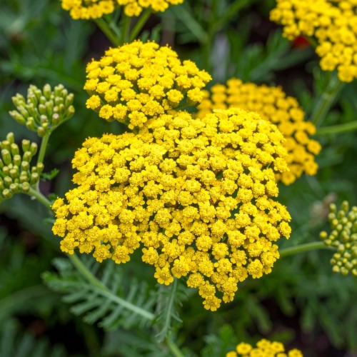 krwawnik-pospolity-zolty-achillea-millefolium-zielonapara-sadzonka-duza-zdrowa-zolte-kwiaty-2.jpg