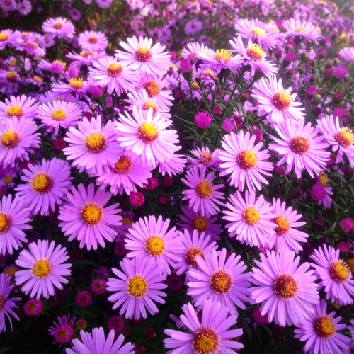 aster-aster-ezo-murasaki-zielonapara-sadzonka-duza-zdrowa-fioletowe-kwiaty-2.jpg